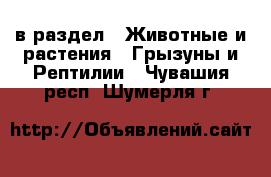  в раздел : Животные и растения » Грызуны и Рептилии . Чувашия респ.,Шумерля г.